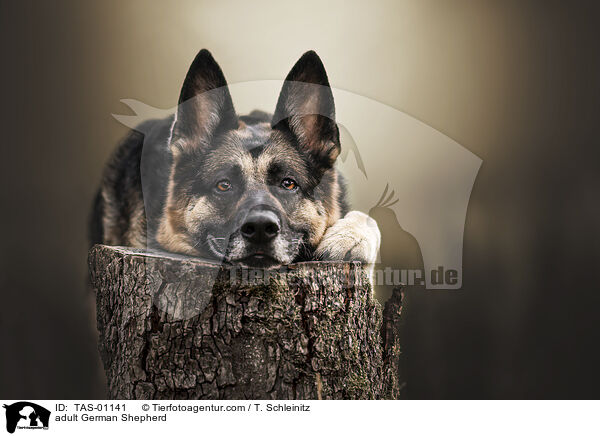 ausgewachsener Deutscher Schferhund / adult German Shepherd / TAS-01141