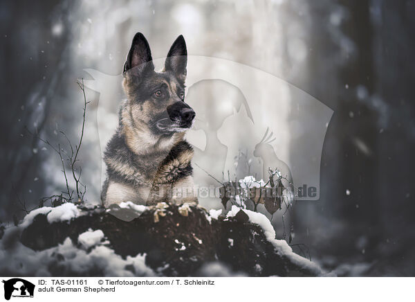 ausgewachsener Deutscher Schferhund / adult German Shepherd / TAS-01161