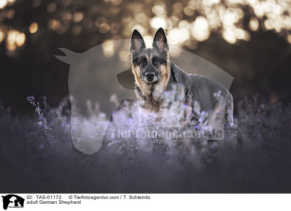 ausgewachsener Deutscher Schferhund / adult German Shepherd / TAS-01172