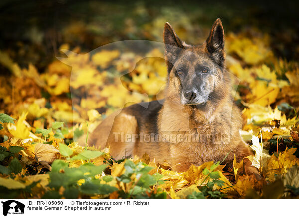 Deutscher Schferhund Hndin im Herbst / female German Shepherd in autumn / RR-105050