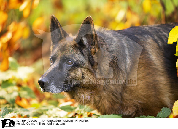 Deutscher Schferhund Hndin im Herbst / female German Shepherd in autumn / RR-105052