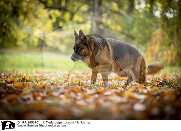 Deutscher Schferhund Hndin im Herbst / female German Shepherd in autumn / RR-105076