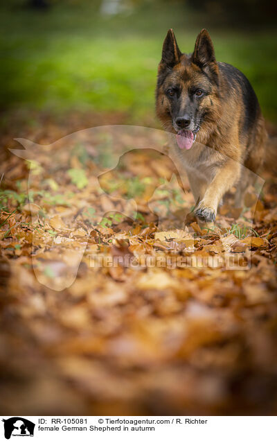 Deutscher Schferhund Hndin im Herbst / female German Shepherd in autumn / RR-105081