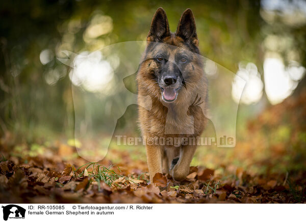 Deutscher Schferhund Hndin im Herbst / female German Shepherd in autumn / RR-105085