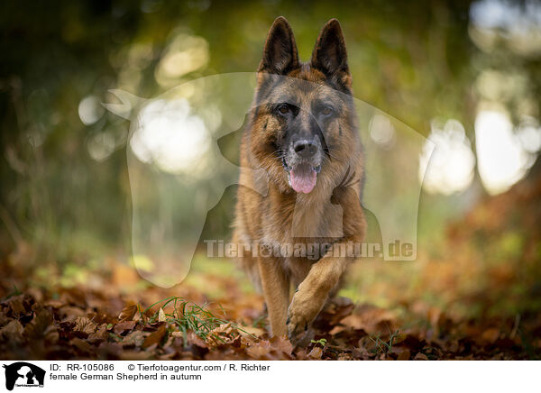 Deutscher Schferhund Hndin im Herbst / female German Shepherd in autumn / RR-105086