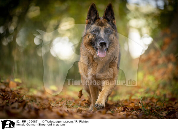 Deutscher Schferhund Hndin im Herbst / female German Shepherd in autumn / RR-105087
