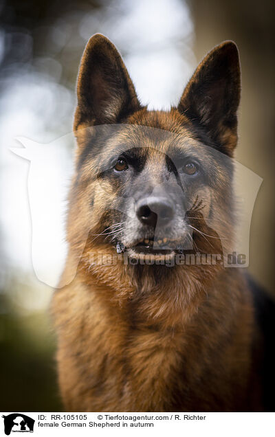 Deutscher Schferhund Hndin im Herbst / female German Shepherd in autumn / RR-105105