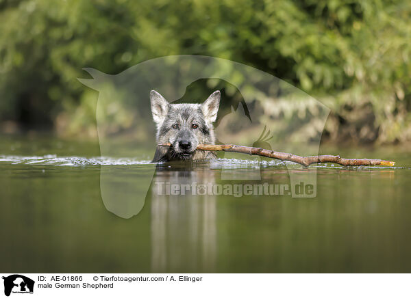 Deutscher Schferhund Rde / male German Shepherd / AE-01866