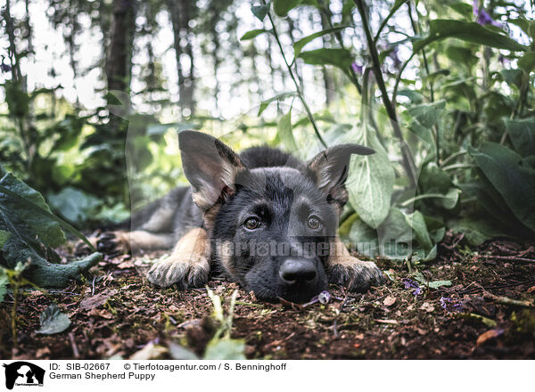 Deutscher Schferhund Welpe / German Shepherd Puppy / SIB-02667