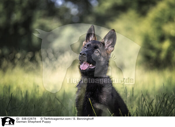 Deutscher Schferhund Welpe / German Shepherd Puppy / SIB-02678