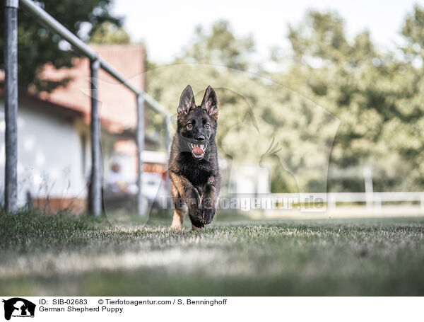 Deutscher Schferhund Welpe / German Shepherd Puppy / SIB-02683