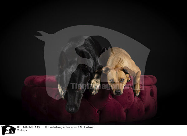 2 Hunde / 2 dogs / MAH-03119