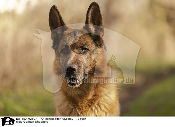 male German Shepherd / TBA-02697