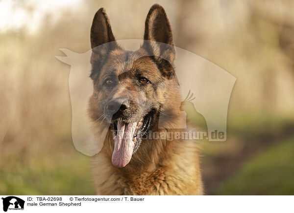 male German Shepherd / TBA-02698