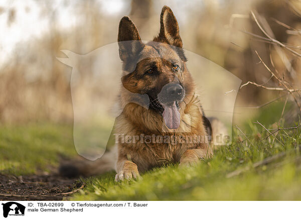 male German Shepherd / TBA-02699