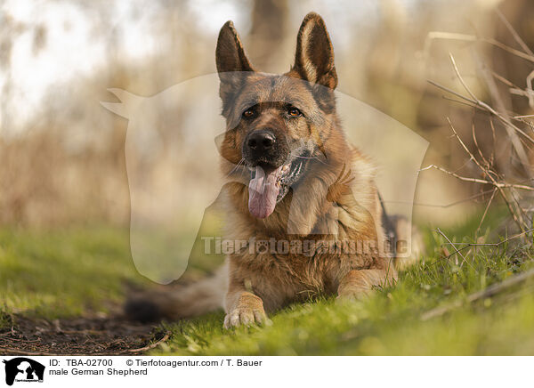 male German Shepherd / TBA-02700