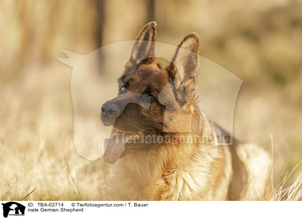 male German Shepherd / TBA-02714