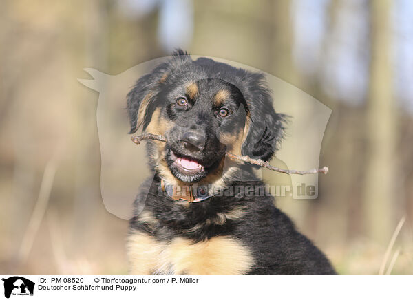 Deutscher Schferhund Puppy / PM-08520