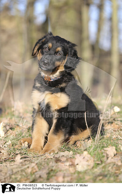 Deutscher Schferhund Puppy / PM-08523