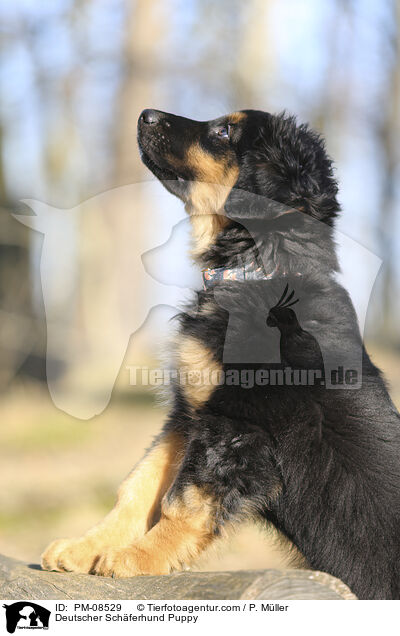 Deutscher Schferhund Puppy / PM-08529