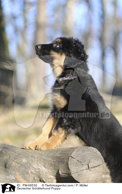 Deutscher Schferhund Puppy / PM-08530