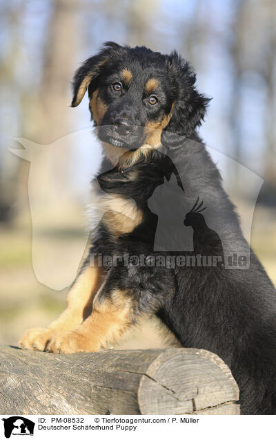 Deutscher Schferhund Puppy / PM-08532