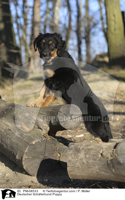 Deutscher Schferhund Puppy / PM-08533