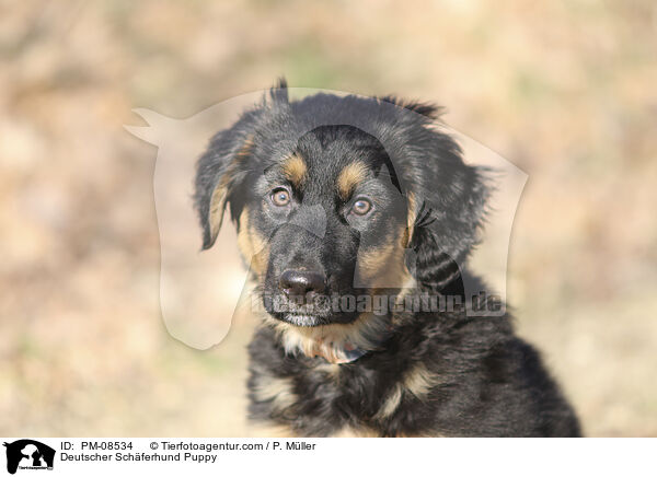 Deutscher Schferhund Puppy / PM-08534
