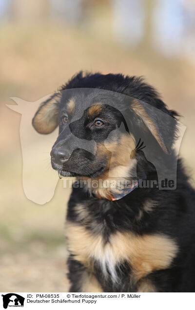 Deutscher Schferhund Puppy / PM-08535