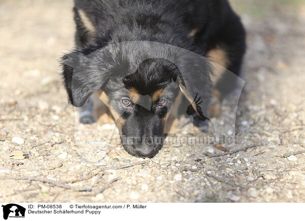Deutscher Schferhund Puppy / PM-08538