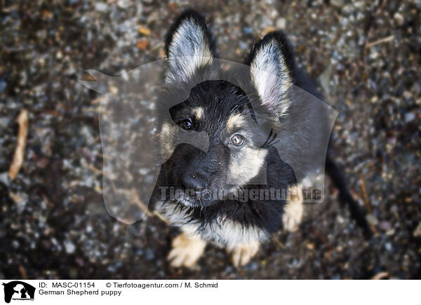 German Shepherd puppy / MASC-01154