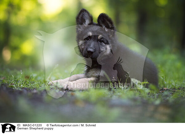 German Shepherd puppy / MASC-01220