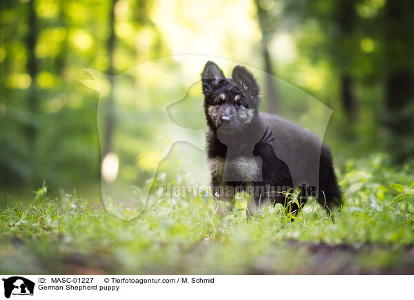 German Shepherd puppy / MASC-01227