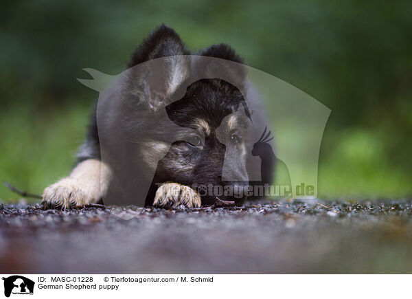 Deutscher Schferhund Welpe / German Shepherd puppy / MASC-01228