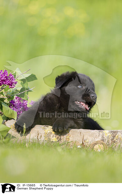 German Shepherd Puppy / IF-15665