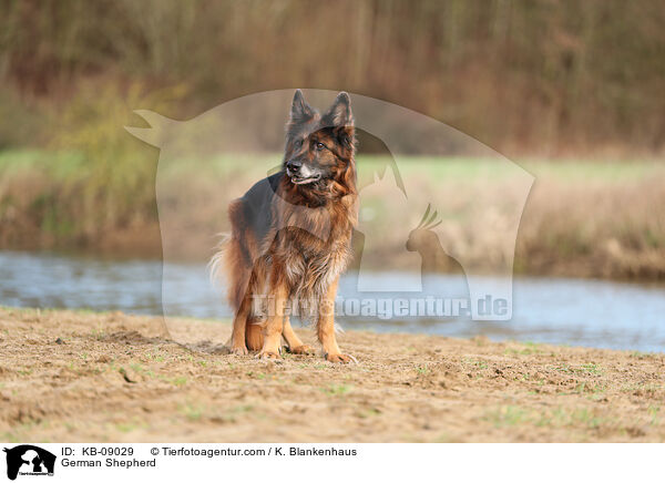 Deutscher Schferhund / German Shepherd / KB-09029