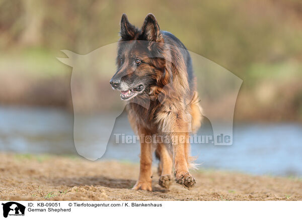 Deutscher Schferhund / German Shepherd / KB-09051