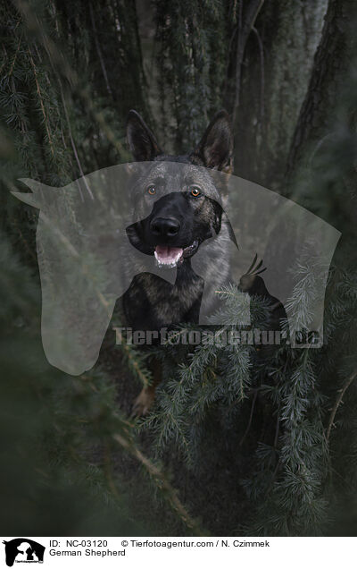 Deutscher Schferhund / German Shepherd / NC-03120