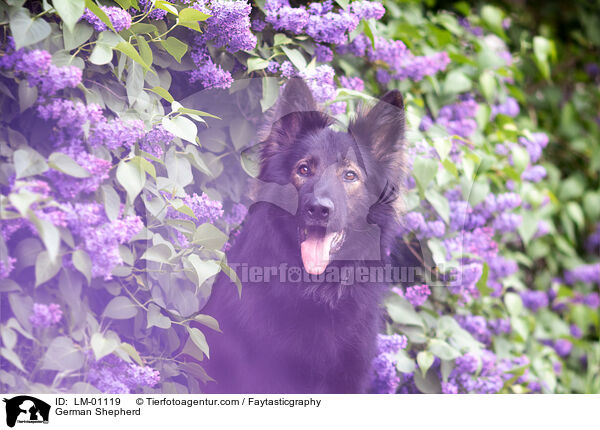 Deutscher Schferhund / German Shepherd / LM-01119