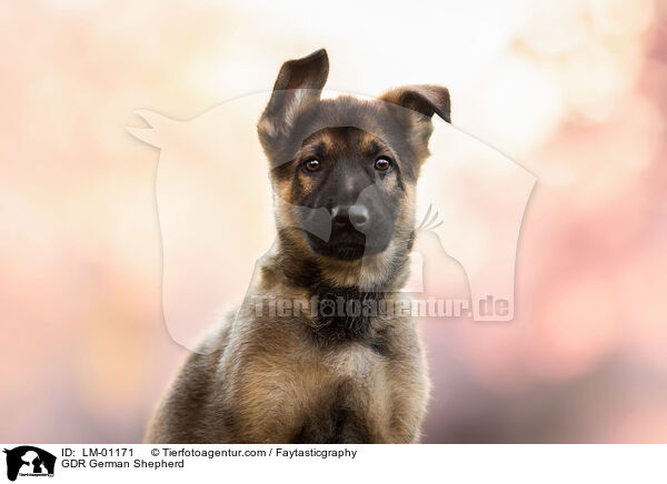 GDR German Shepherd / LM-01171