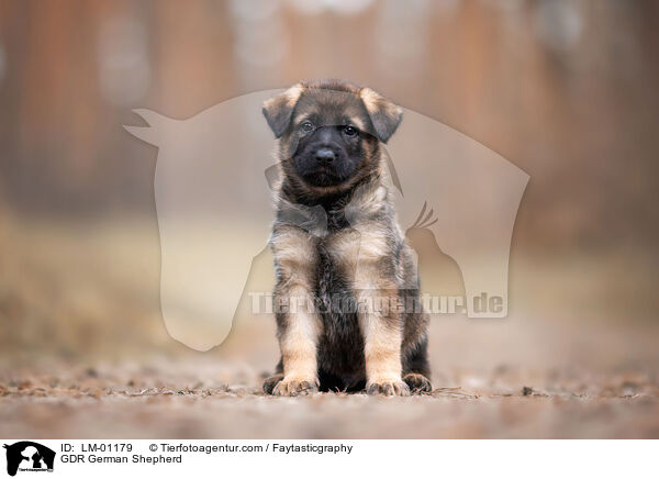 GDR German Shepherd / LM-01179