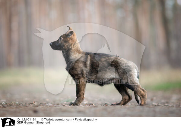 GDR German Shepherd / LM-01191