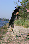 playing German Shepherd