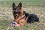 German Shepherd