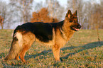 German Shepherd