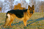 German Shepherd