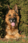 lying German Shepherd