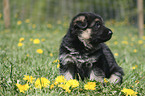 Shepherd Puppy