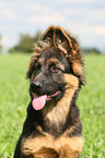 young German Shepherd