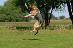 German Shepherd catching frisbee